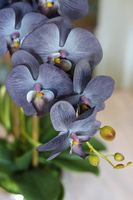 Blunna, niebieski storczyk w ozdobnej donicy, wys.68cm 