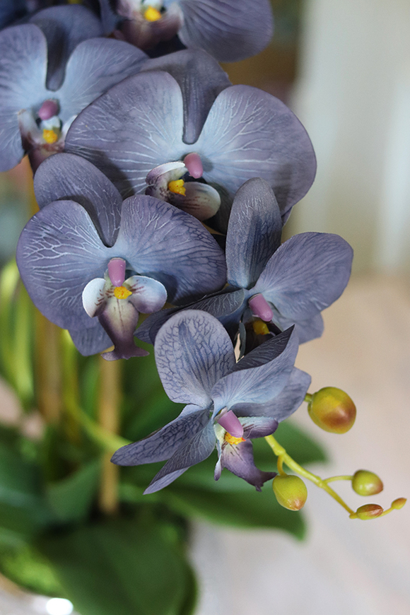 Blunna, niebieski storczyk w ozdobnej donicy, wys.68cm 