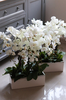 Bossa Primo, storczyk w biało-srebrnej donicy, wys.57cm 