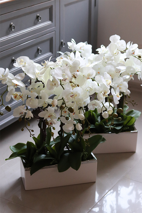 Bossa Primo, storczyk w biało-srebrnej donicy, wys.57cm 