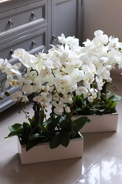 Bossa Primo, storczyk w biało-srebrnej donicy, wys.57cm 