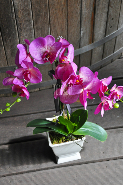 sztuczny storczyk Toscany w kremowej donicy wys.56cm