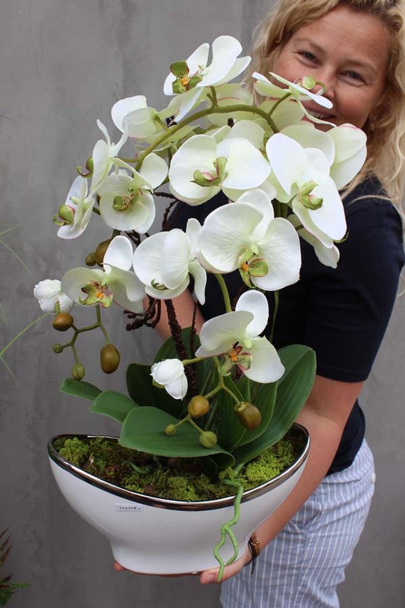 Muza, jasnozielony storczyk w ceramicznej donicy, wys.58cm