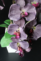 elegancki storczyk Stonowany Fiolet w szarej donicy wys.70cm