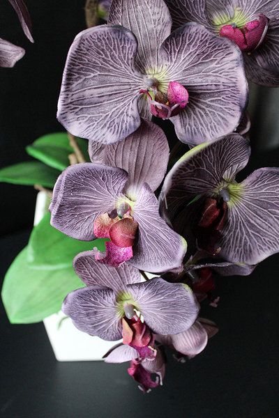 elegancki storczyk Stonowany Fiolet w szarej donicy wys.70cm