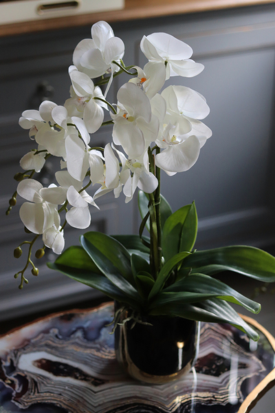 Black&Gold Extra Maxi, elegancki storczyk w ceramicznej donicy, wys.54cm