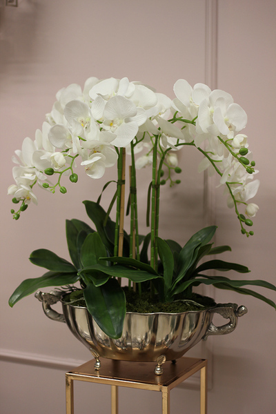 ekskluzywny storczyk Luksus Ecru w metalowej donicy, wys.65cm