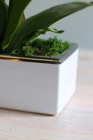 Banerra Russo, storczyk w biało-srebrnej donicy, wys.50cm 