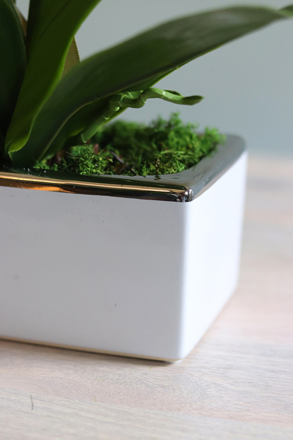 Banerra Russo, storczyk w biało-srebrnej donicy, wys.50cm 