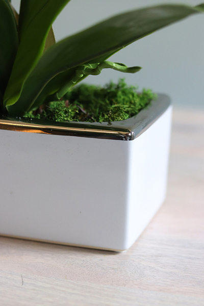 Banerra Russo, storczyk w biało-srebrnej donicy, wys.50cm 