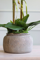 Blunna, niebieski storczyk w ozdobnej donicy, wys.68cm 