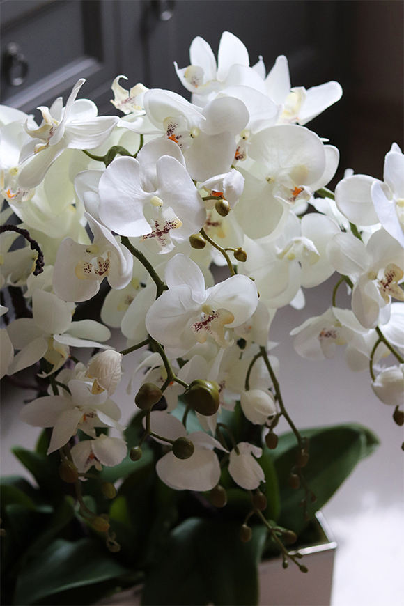 Bossa Primo, storczyk w biało-srebrnej donicy, wys.57cm 