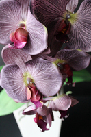 elegancki storczyk Stonowany Fiolet w szarej donicy wys.70cm