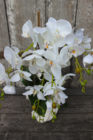 storczyk Fala w białej donicy, wys.58cm 