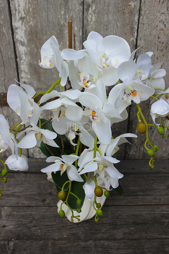 storczyk Fala w białej donicy, wys.58cm 