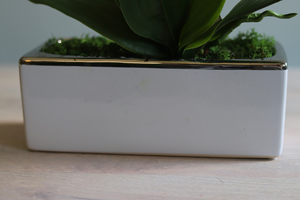 Banerra Russo, storczyk w biało-srebrnej donicy, wys.50cm 