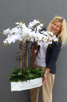 Swimming Pool, storczyk w stretchu do obsadzenia, wys.90cm