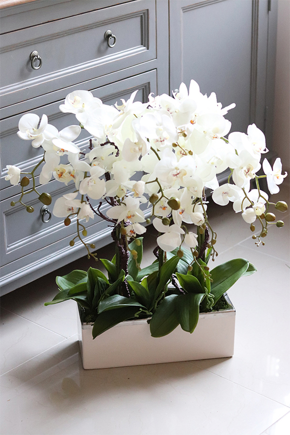 Bossa Primo, storczyk w biało-srebrnej donicy, wys.57cm 