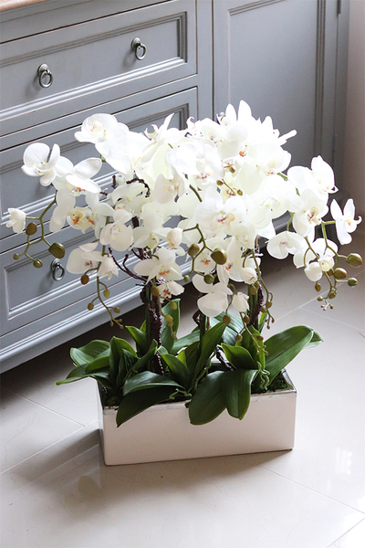 Bossa Primo, storczyk w biało-srebrnej donicy, wys.57cm 