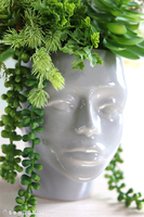 efektowna kompozycja sukulenty, Pstro w Głowie 2, wys.30cm