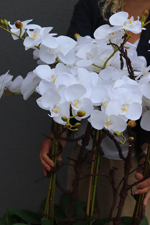 Swimming Pool, storczyk w stretchu do obsadzenia, wys.90cm