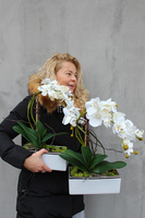 storczyk Banerra White & Silver w minimalistycznej donicy, wys.47cm