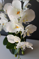 storczyk sztuczny gumowy w czarnej donicy Blackie, wys.65cm