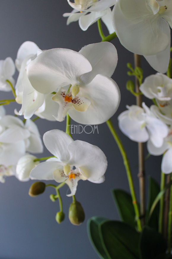 biały storczyk Design Modern White w nowoczesnej donicy wys.80cm