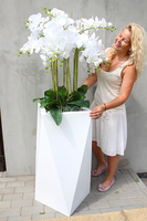 olbrzymi storczyk Gigant Nevis, wys.170cm