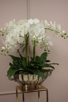 ekskluzywny storczyk Luksus Ecru w metalowej donicy, wys.65cm