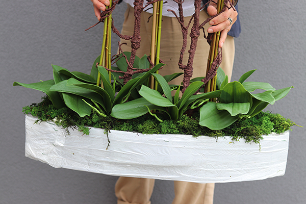 Swimming Pool, storczyk w stretchu do obsadzenia, wys.90cm