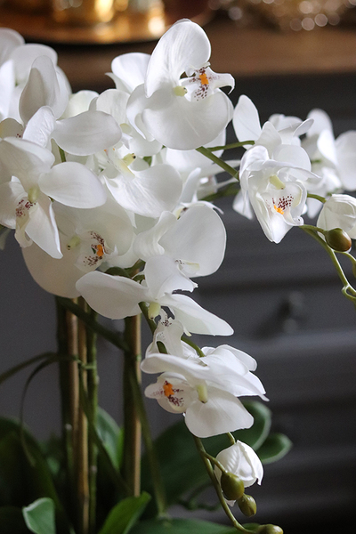 storczyk w szklanym kielichu, Glassier Orchid, wys.68cm