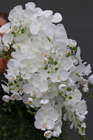 Mediolan Bianco Saute, storczyk w okrągłym wkładzie do donicy, wys.100cm 