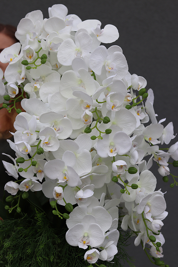 Mediolan Bianco Saute, storczyk w okrągłym wkładzie do donicy, wys.100cm 