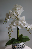 Gatsby, efektowny storczyk w porcelanowym naczyniu, wys.68cm 