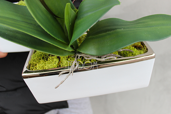 storczyk Banerra White & Silver w minimalistycznej donicy, wys.47cm