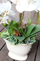 sztuczny storczyk Bellona w kolorze naturalnej bieli, wys.55cm