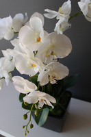 storczyk sztuczny gumowy w czarnej donicy Blackie, wys.65cm