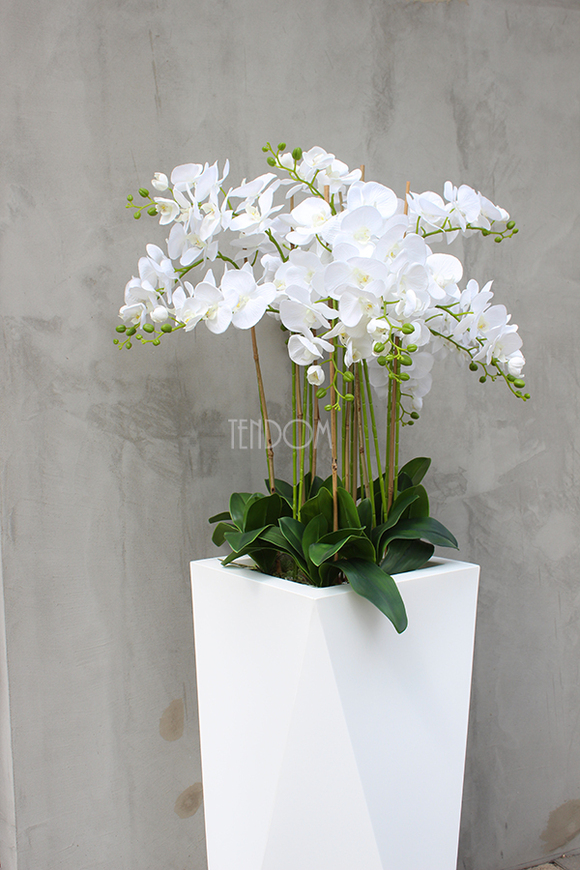 olbrzymi storczyk Gigant Nevis, wys.170cm