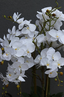 duży storczyk Mediolan Modern z korzeniem, wys.118cm