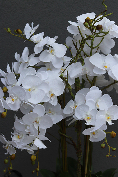 duży storczyk Mediolan Modern z korzeniem, wys.118cm