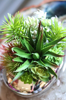 Revona Silver, mini kompozycja sukulenty, wys.15cm