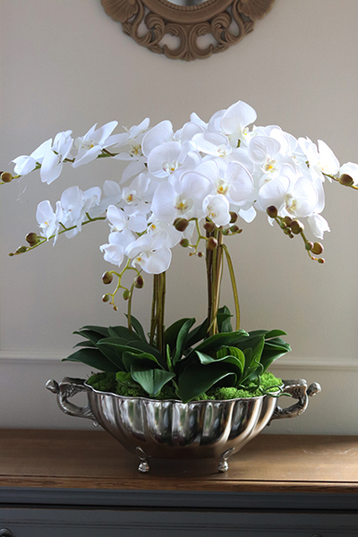 ekskluzywny storczyk Luksus Ecru w metalowej donicy, wys.65cm