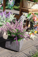 Wrzośce Wiśniowe, kompozycja kwiatowa w kwadratowej donicy, wys.37cm