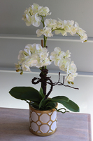 Goldenito Gostlik, storczyk w biało-złotym naczyniu, wys.52cm