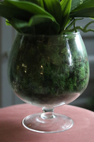 storczyk w szklanym kielichu, Glassier Orchid, wys.68cm