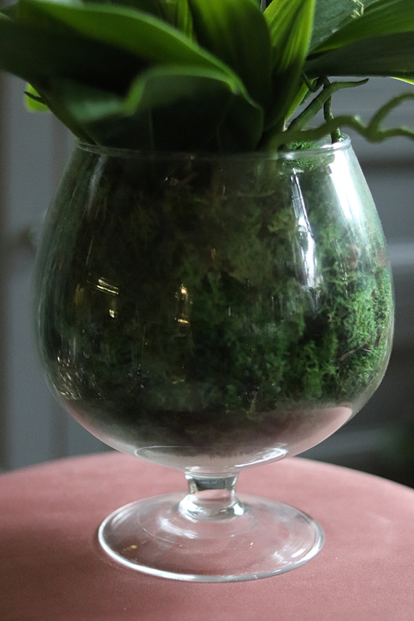 storczyk w szklanym kielichu, Glassier Orchid, wys.68cm