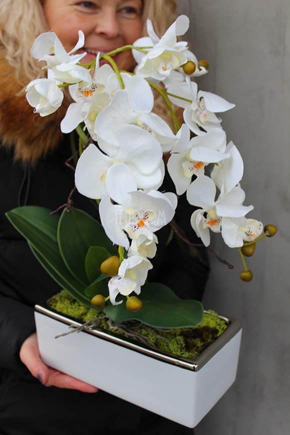 storczyk Banerra White & Silver w minimalistycznej donicy, wys.47cm