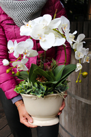 sztuczny storczyk Bellona w kolorze naturalnej bieli, wys.55cm