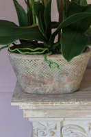 Monte Christo, niesamowity storczyk w oryginalnej donicy, wys.60cm